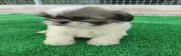 Shih Tzu perros en venta: shih tzu - Anuncio 10