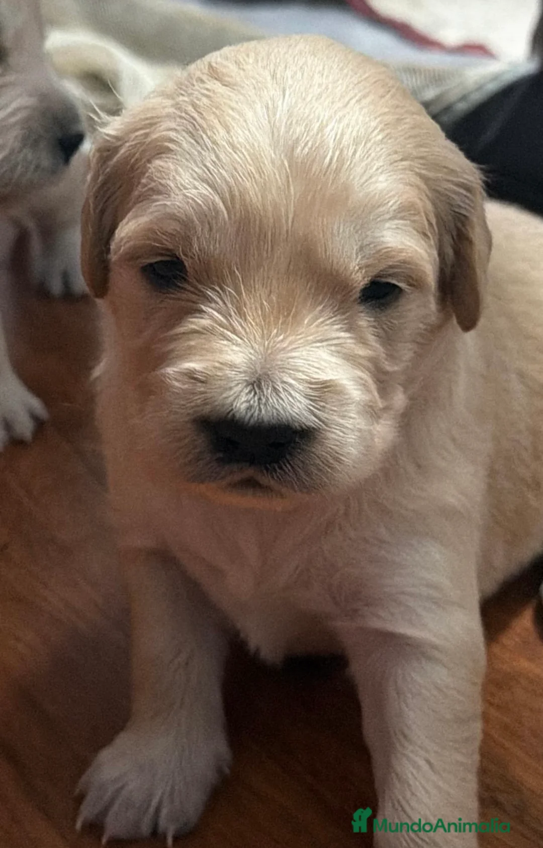 Golden Retriever perros en venta: Golden retriever espectacular camada🐾🔥 en Málaga - Anuncio 1