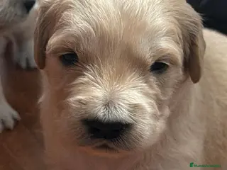 Golden Retriever perros Golden retriever espectacular camada🐾🔥 - Anuncio 2