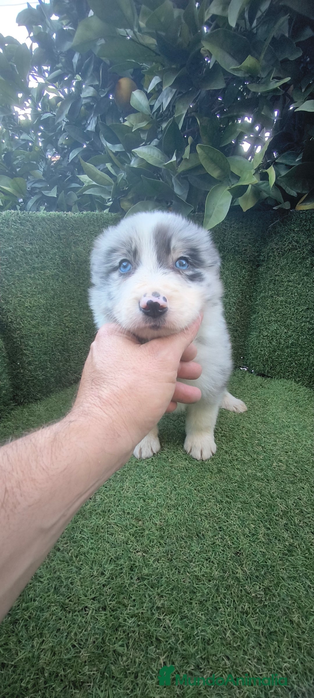 Border Collie perros en venta: border collie blue merle y blancos y negros  - Anuncio 6