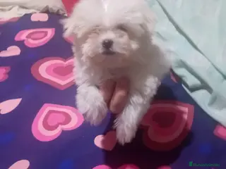 Bichón Maltés perros Bichón maltés toy coreano - Anuncio 10