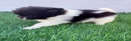 Pomerania perros en venta: Pomerania - Anuncio 10