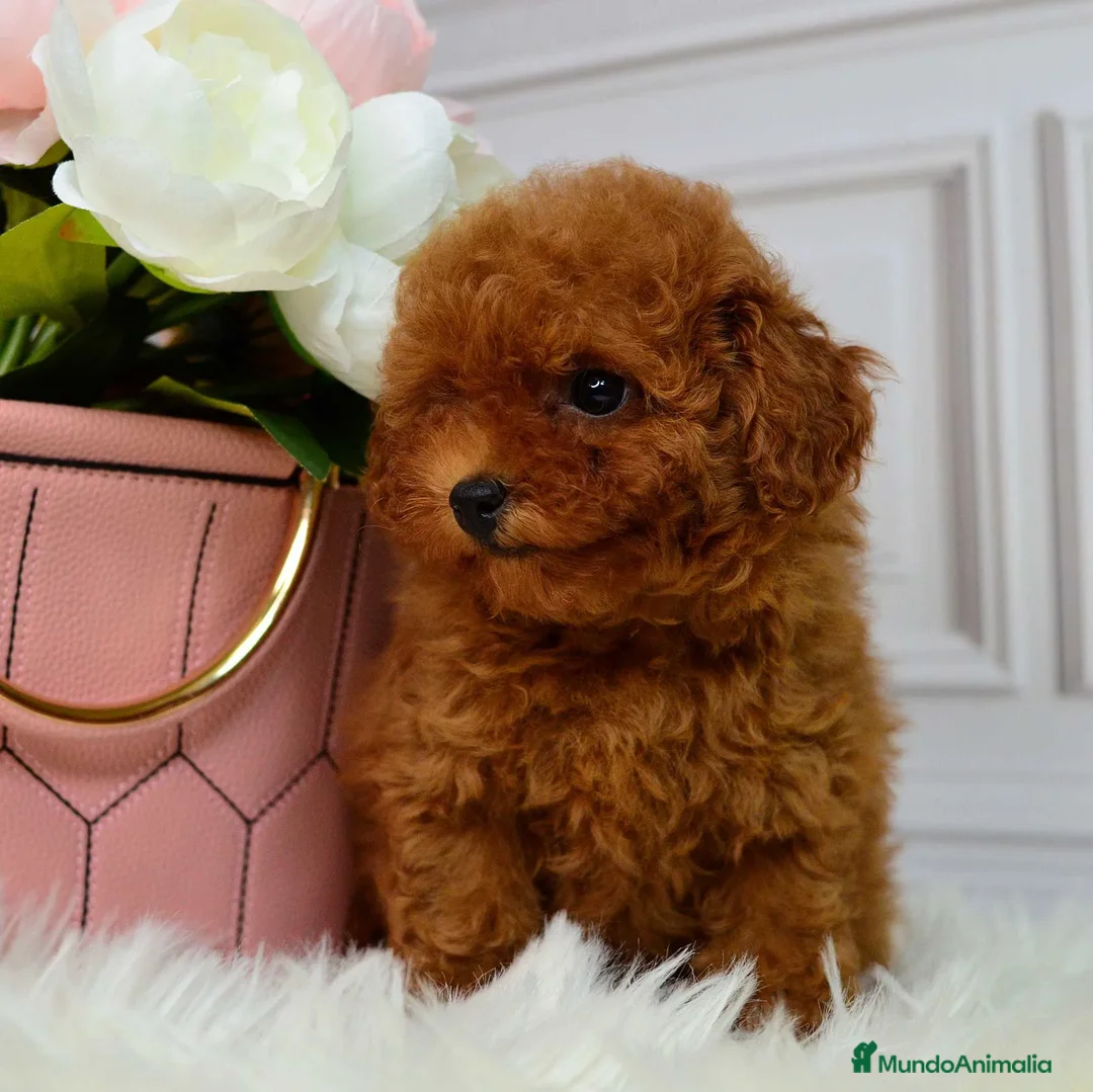 Caniche Toy perros en venta: caniche toy rojo - Anuncio 3