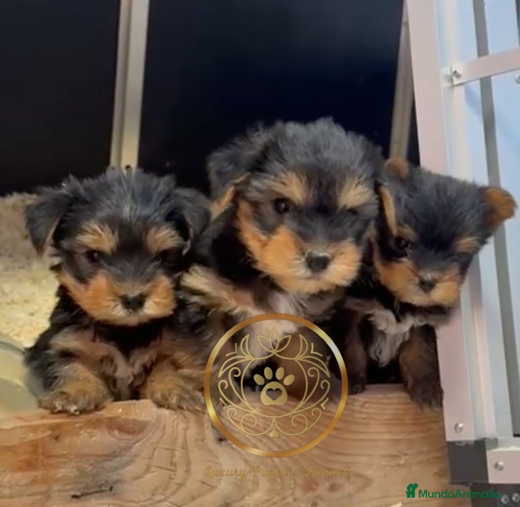 Yorkshire Terrier perros Yorkshire terrier  - Anuncio 1