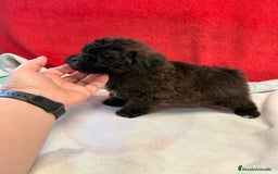 Shihpoo perros en venta: Preciosos ShihPoos de varios colores - Imagen 15