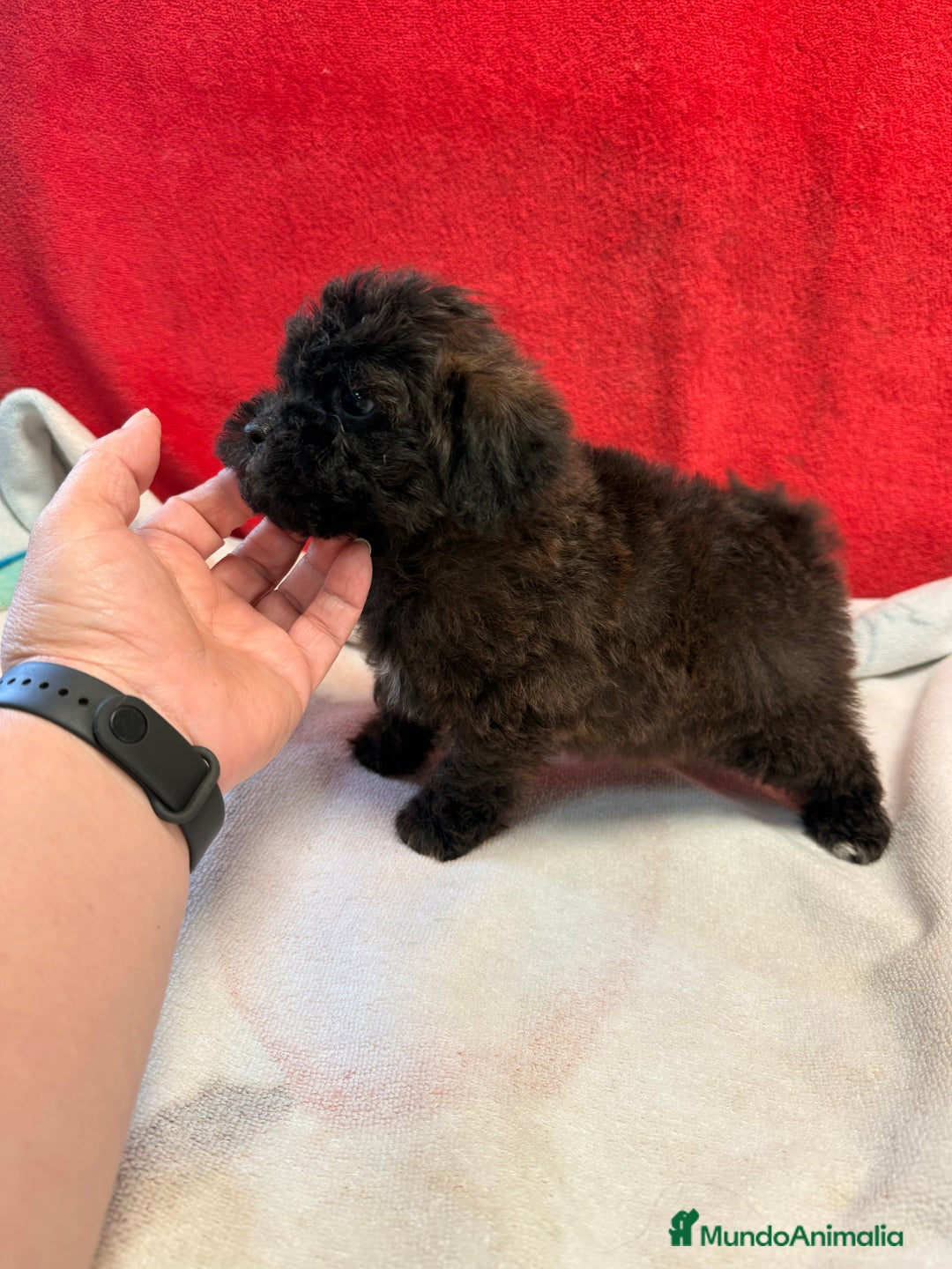 Shihpoo perros en venta: Preciosos ShihPoos de varios colores - Imagen 15