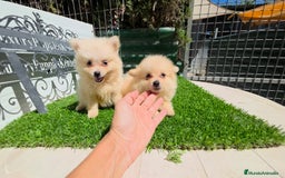 Pomerania perros en venta: Pomerania super minis  - Imagen 3