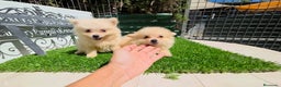 Pomerania perros en venta: Pomerania super minis  - Anuncio 3