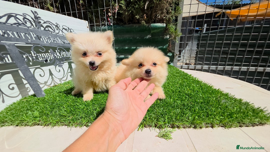 Pomerania perros en venta: Pomerania super minis  - Imagen 3