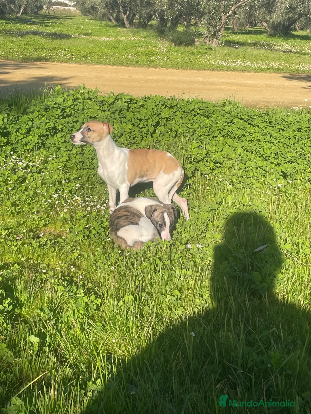 Whippet perros en venta: Whippet - Anuncio 3
