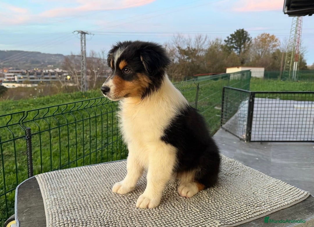 Pastor Australiano perros en venta: Pastor Australiano  - Anuncio 1