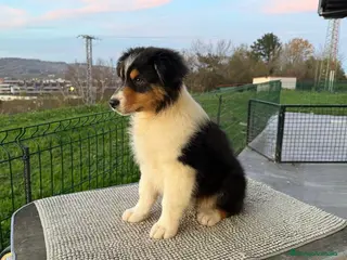 Pastor Australiano perros Pastor Australiano - Anuncio 2