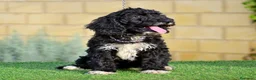 Perro de Agua Español perros en venta: Perro de agua , cachorros  - Anuncio 19