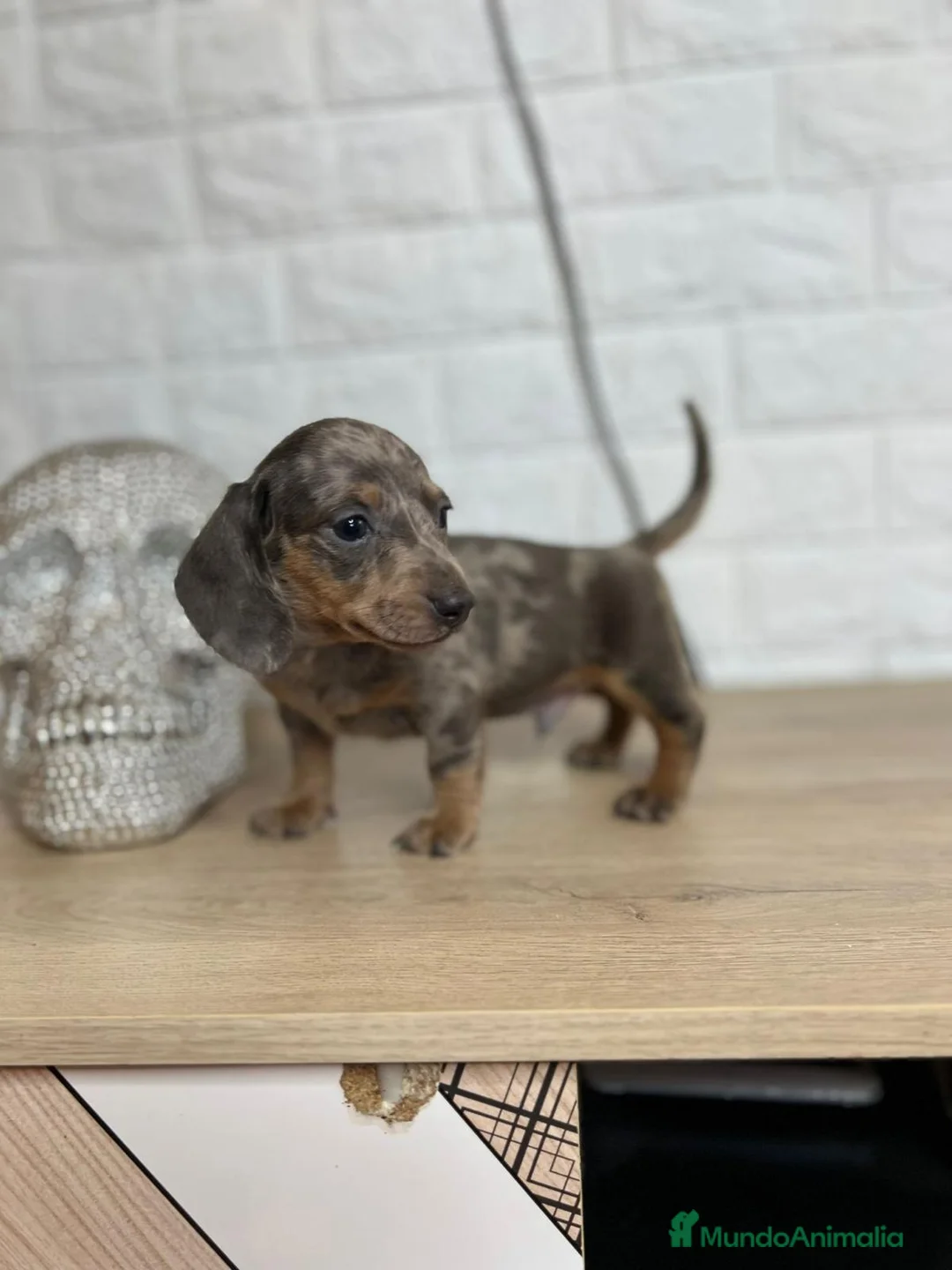 Teckel Miniatura perros en venta: Teckel exóticos  - Anuncio 4