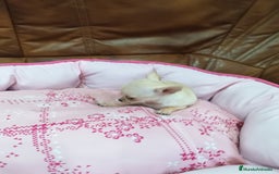 Chihuahua perros en venta: CHIHUAHUA TOY  - Imagen 8