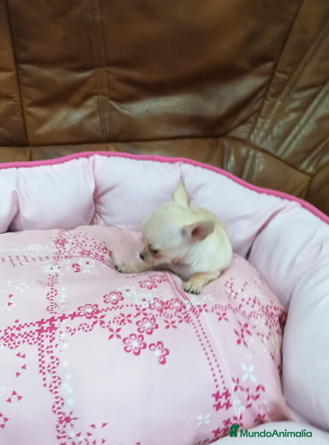 Chihuahua perros en venta: CHIHUAHUA TOY  - Imagen 8