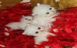 Persa gatos en venta: Persas blancos en Madrid - Imagen 1