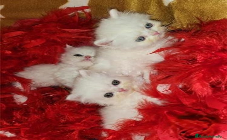 Persa gatos en Madrid - Anuncio 2
