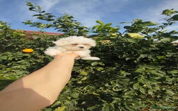Bichón Maltés perros en venta: Bichón maltés toy  - Imagen 2