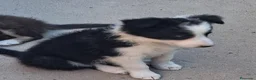 Border Collie perros en venta: Cachorros de border collie - Anuncio 4