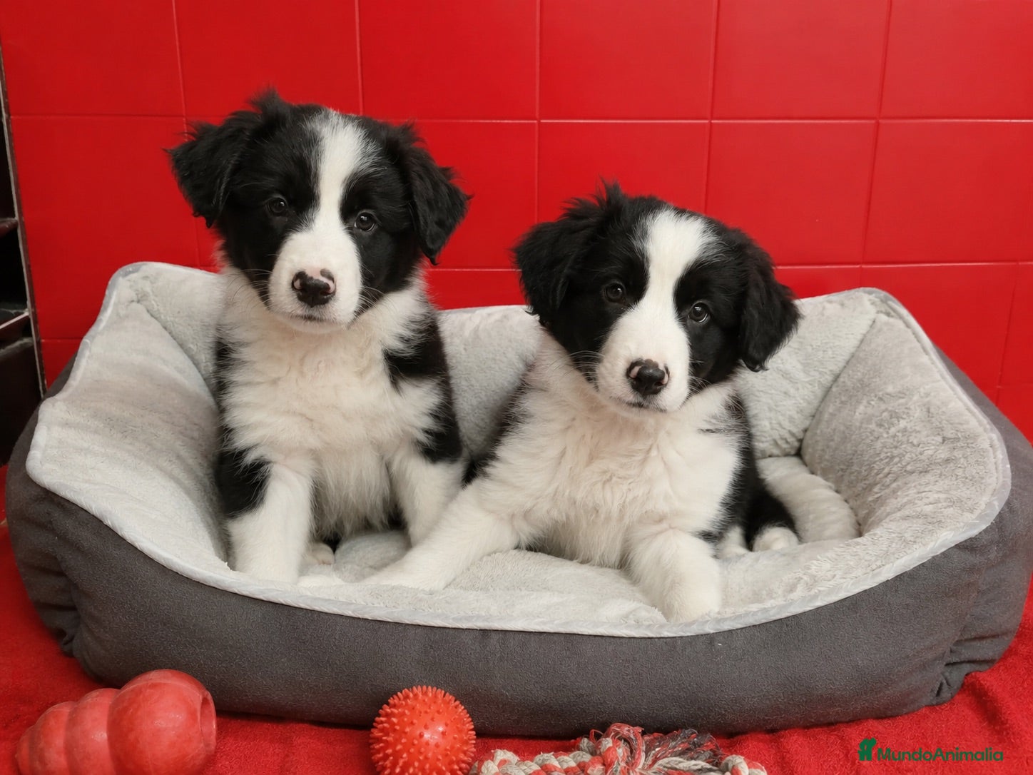 Border Collie perros BORDER COLLIE PUPPY ( ENVIO )  - Anuncio 1