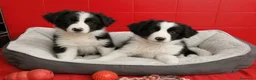 Border Collie perros en venta: BORDER COLLIE PUPPY ( ENVIO )  - Anuncio 1