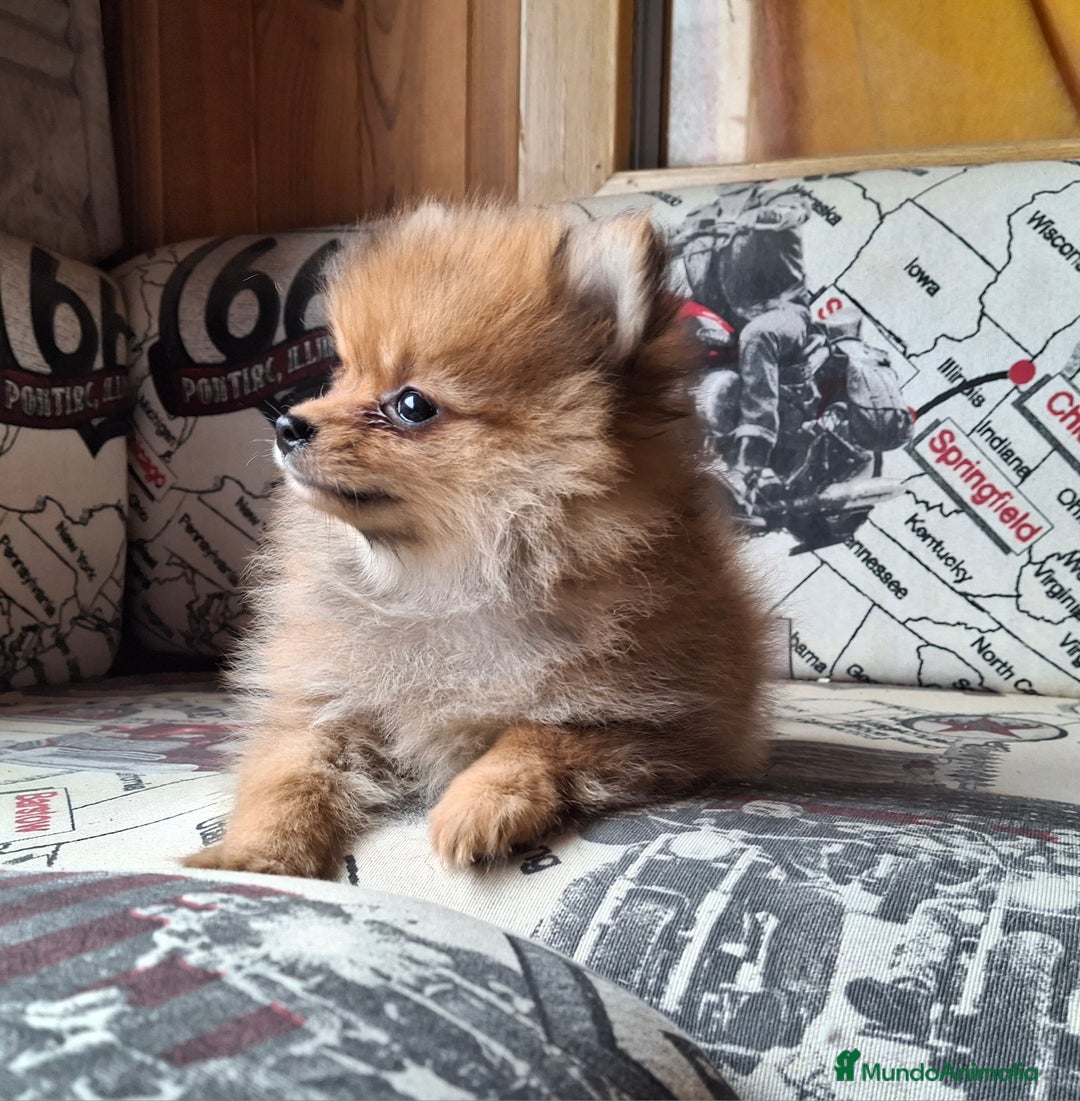 Pomerania perros en venta: pomerania Toy rojo  - Imagen 1