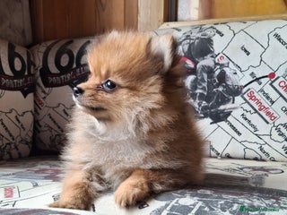 Pomerania perros - Anuncio 34