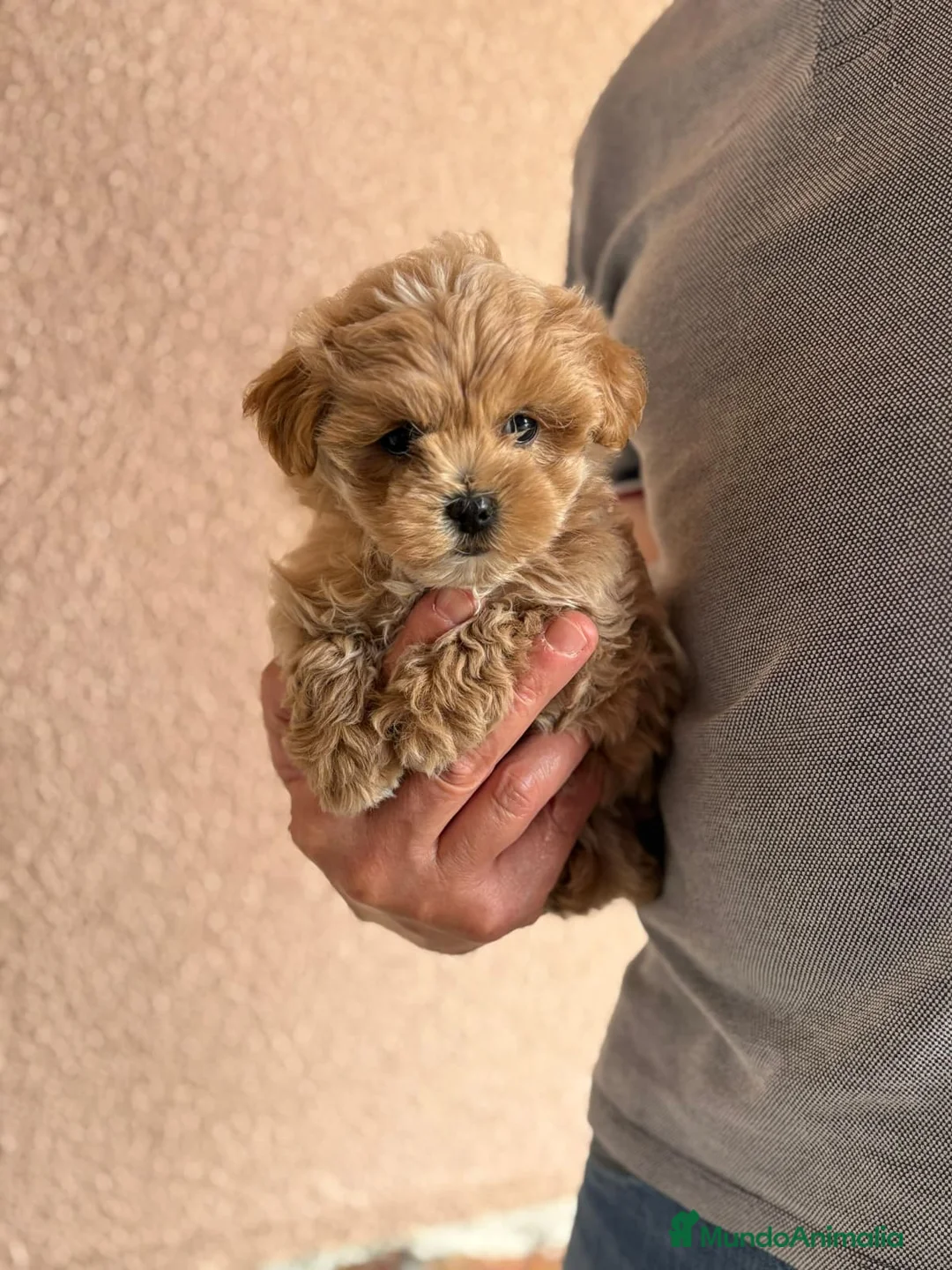 Maltipoo perros en venta: Maltipoo - Anuncio 2
