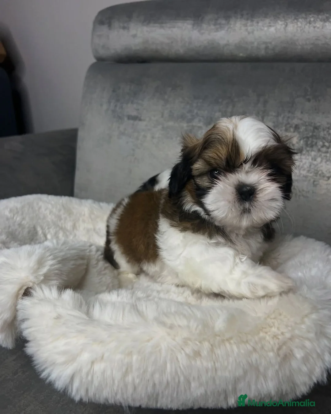 Shih Tzu perros en venta: Shih tzu bebé 🐾🪷 - Anuncio 7