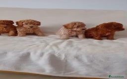 Caniche Toy perros en venta: Caniche toy  - Imagen 1