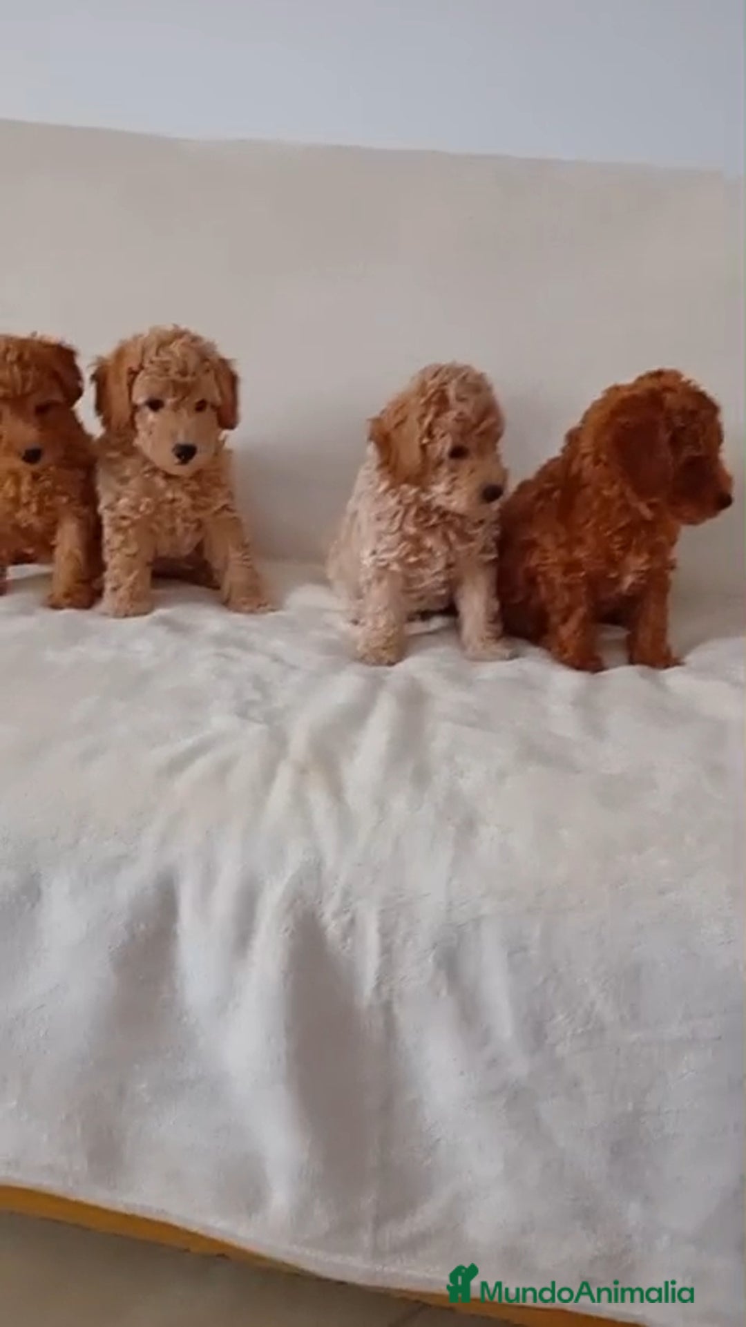 Caniche Toy perros en venta: Caniche toy  - Imagen 1
