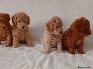 Caniche Toy perros - Anuncio 36