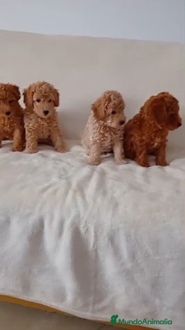 Caniche Toy perros - Anuncio 8