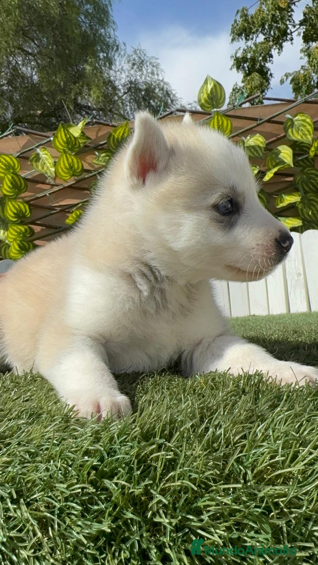 Husky Siberiano perros en venta: HUSKY - Imagen 2