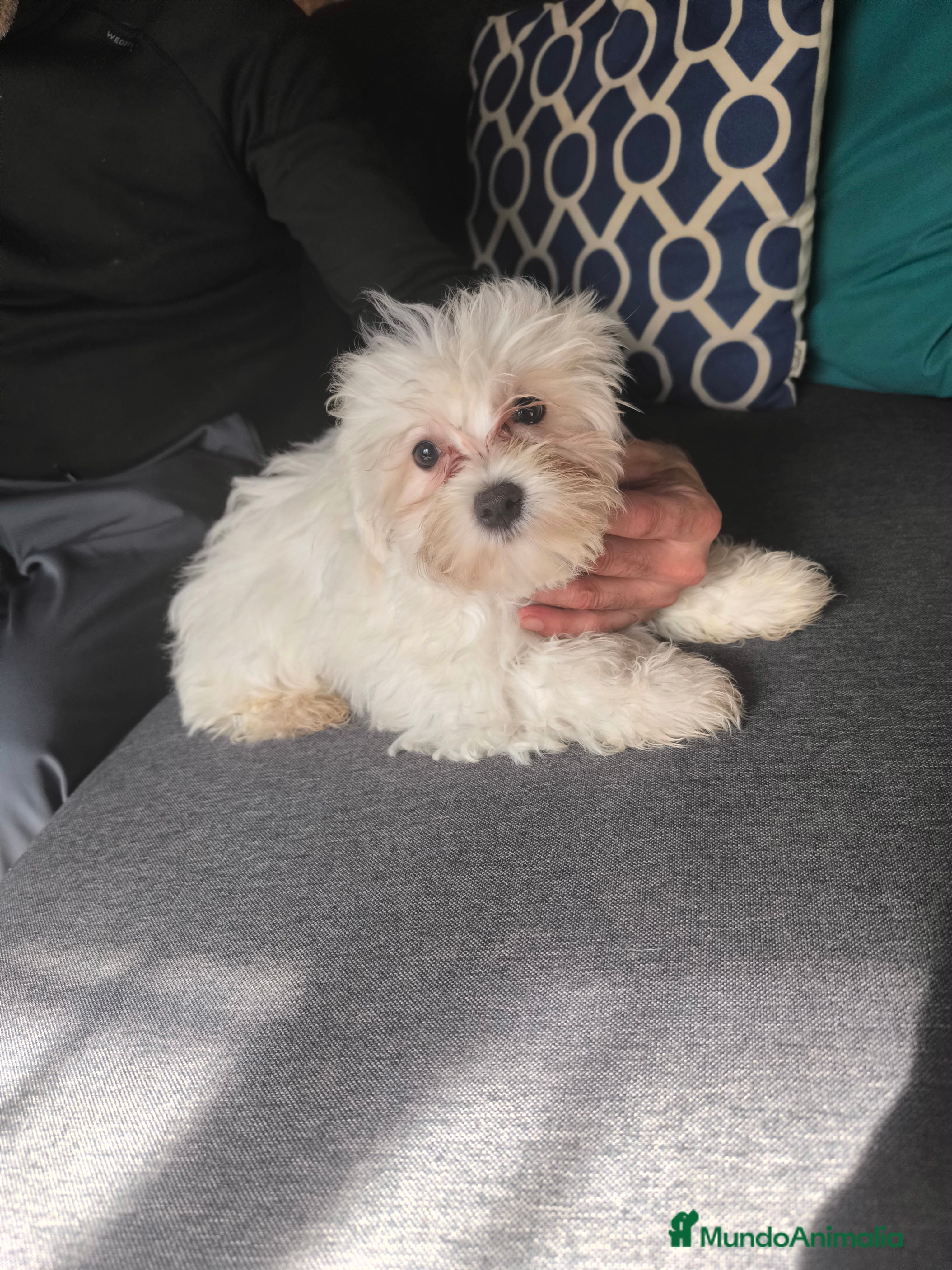 Bichón Maltés perros Bichón maltés en Curtis la coruña - Anuncio 1