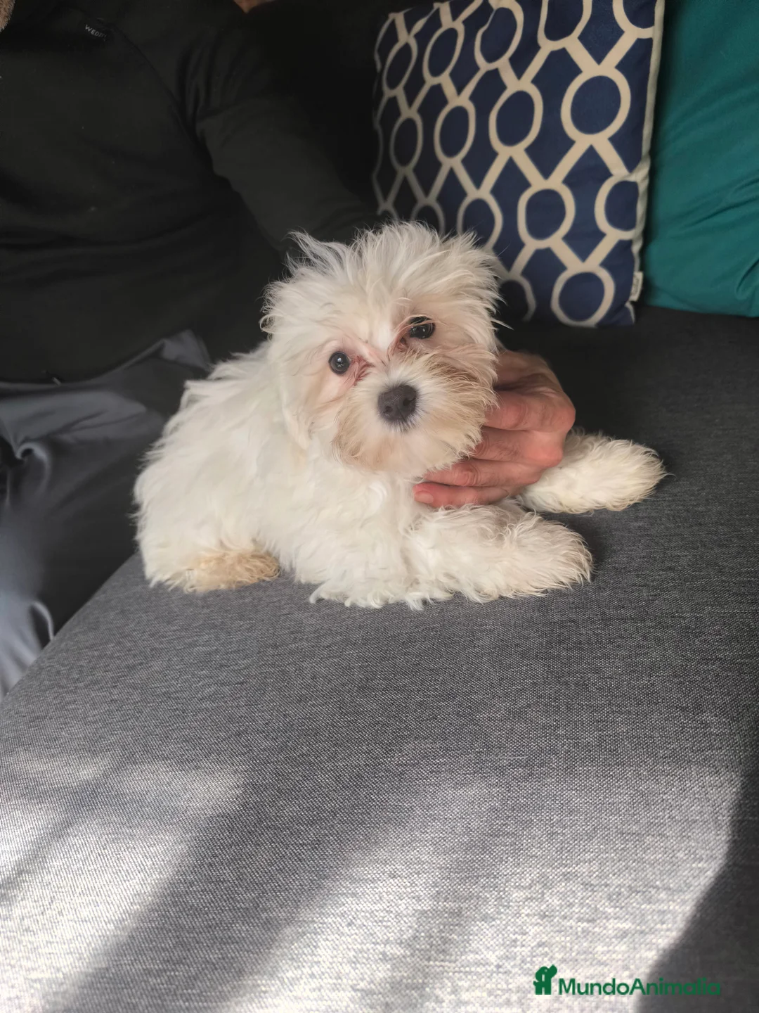 Bichón Maltés perros en venta: Bichón maltés en Curtis la coruña - Anuncio 1