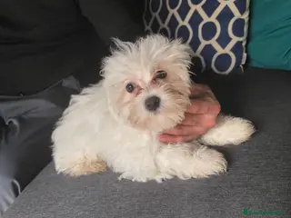Bichón Maltés perros Bichón maltés en Curtis la coruña - Anuncio 1