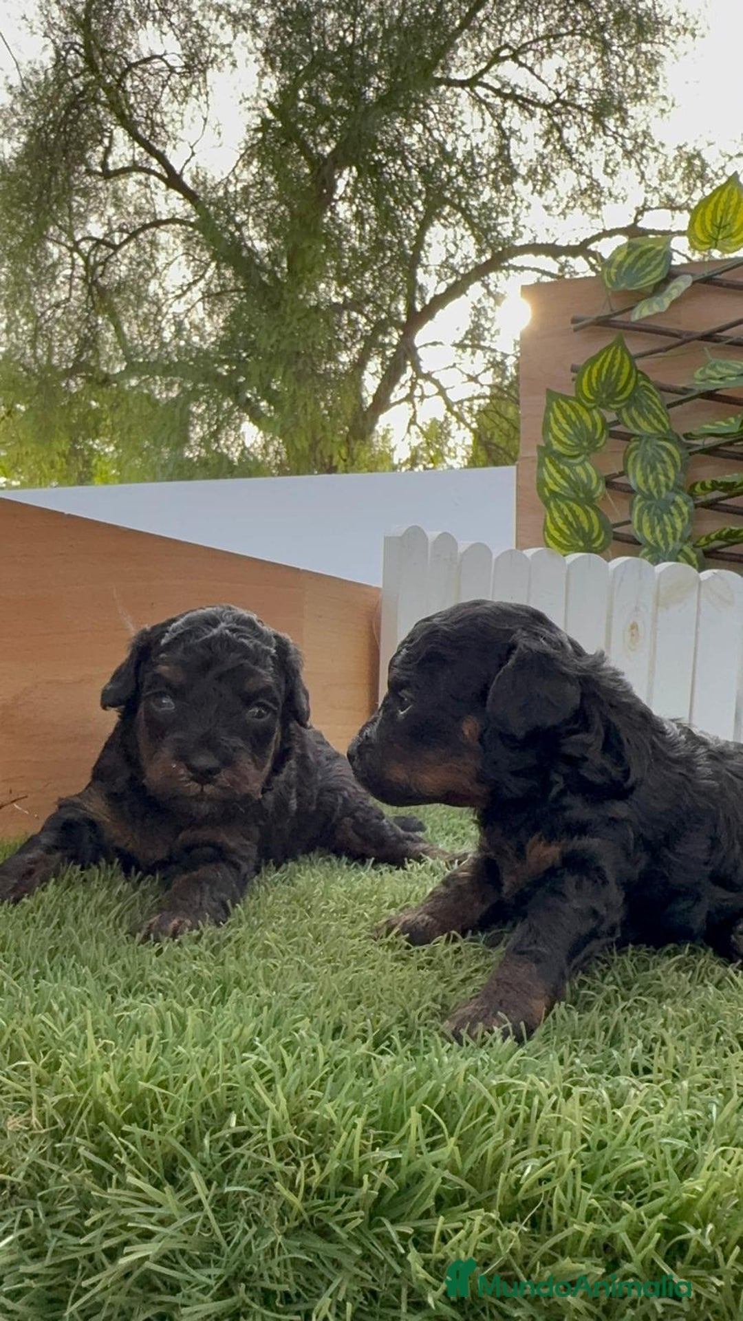 Caniche Toy perros en venta: CANICHE TOY HEMBRA COLOR NEGRO PHANTOM - Imagen 10