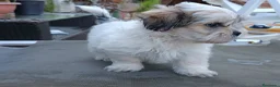 Shih Tzu perros en venta: MalShi. Shihtzu x Maltes - Anuncio 10