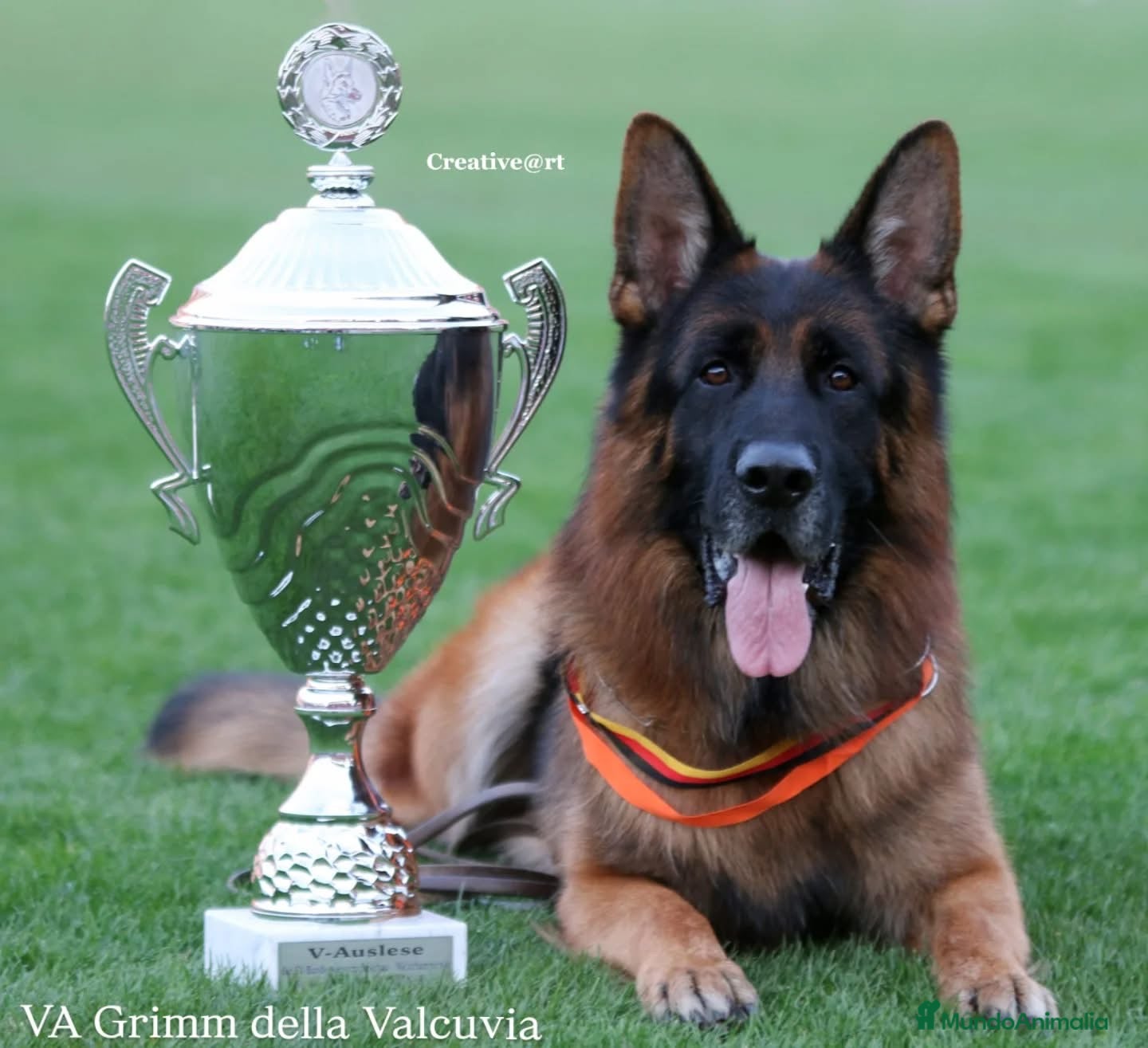 Pastor Alemán perros Cachorros De Pastor Aleman - Anuncio 1