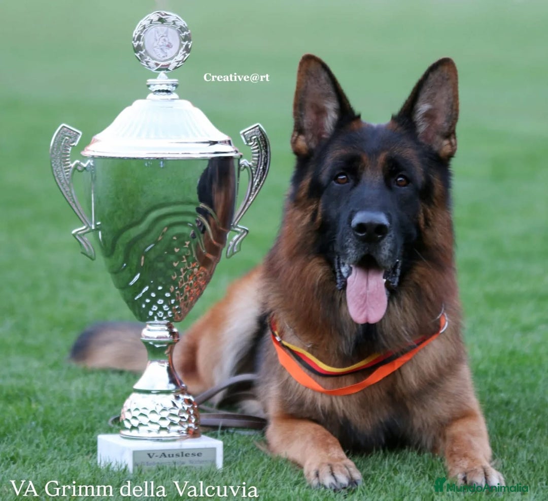 Pastor Alemán perros en venta: Cachorros De Pastor Aleman en Salamanca - Imagen 1