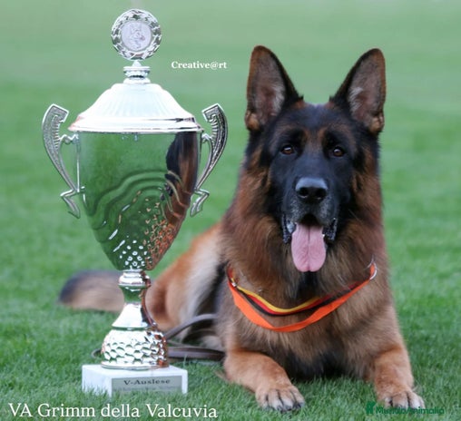 Pastor Alemán perros en Salamanca - Anuncio 2