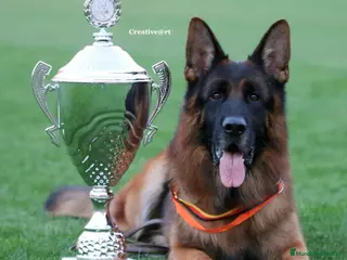 Pastor Alemán perros Cachorros De Pastor Aleman - Anuncio 1