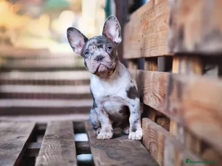 Bulldog Francés perros - Anuncio 36