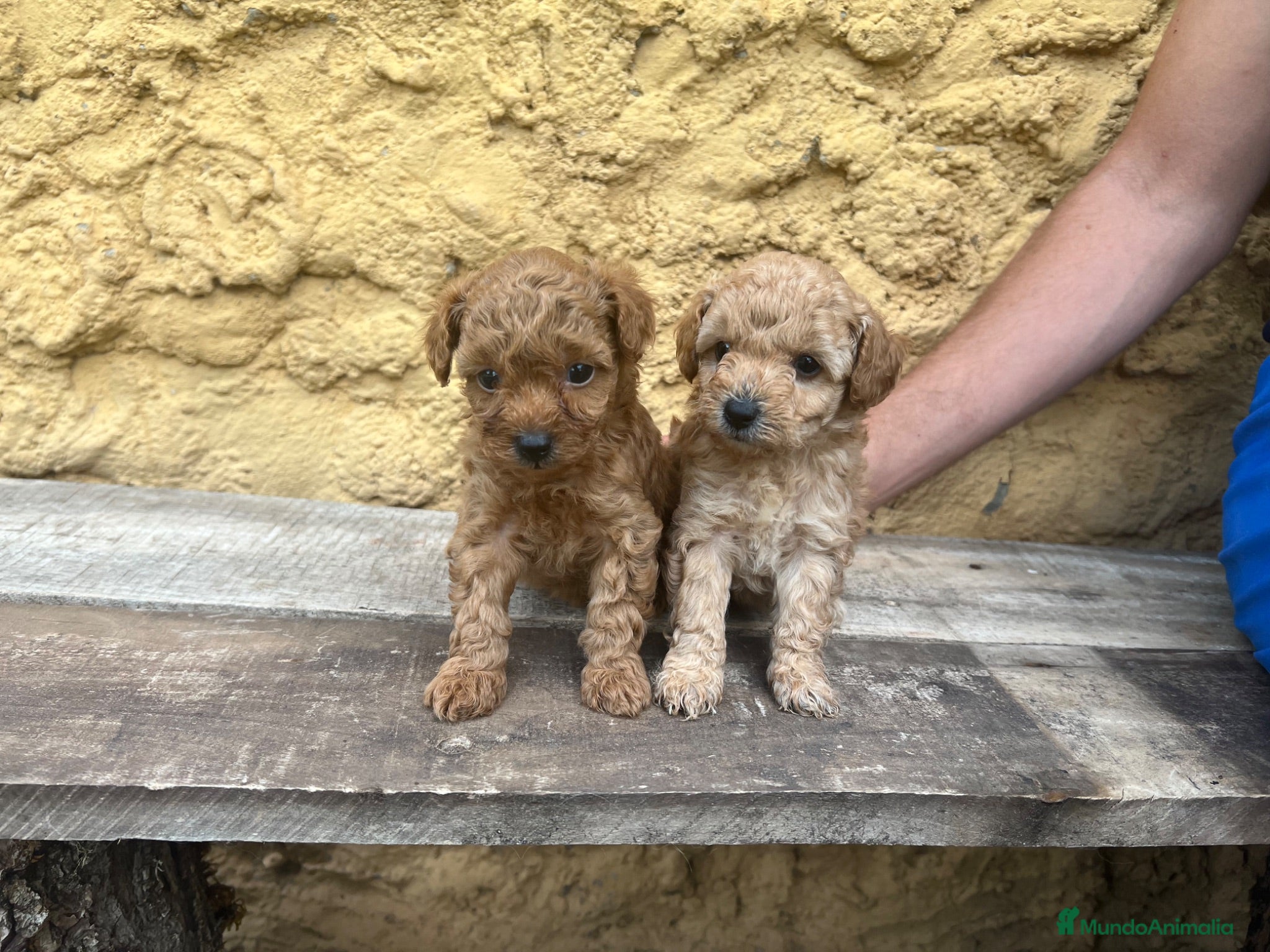 Caniche Toy perros Caniche Toy hembra  - Anuncio 4