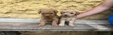 Caniche Toy hembra 