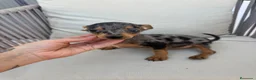 Pinscher Miniatura perros en venta: Mini pincher Exoticos  - Anuncio 3