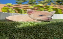 Chihuahua perros en venta: CHIHUAHUA HEMBRA - Imagen 4