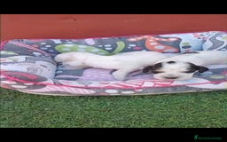 Cocker Spaniel Inglés perros en venta: Cocker spaniel ingles  - Imagen 1